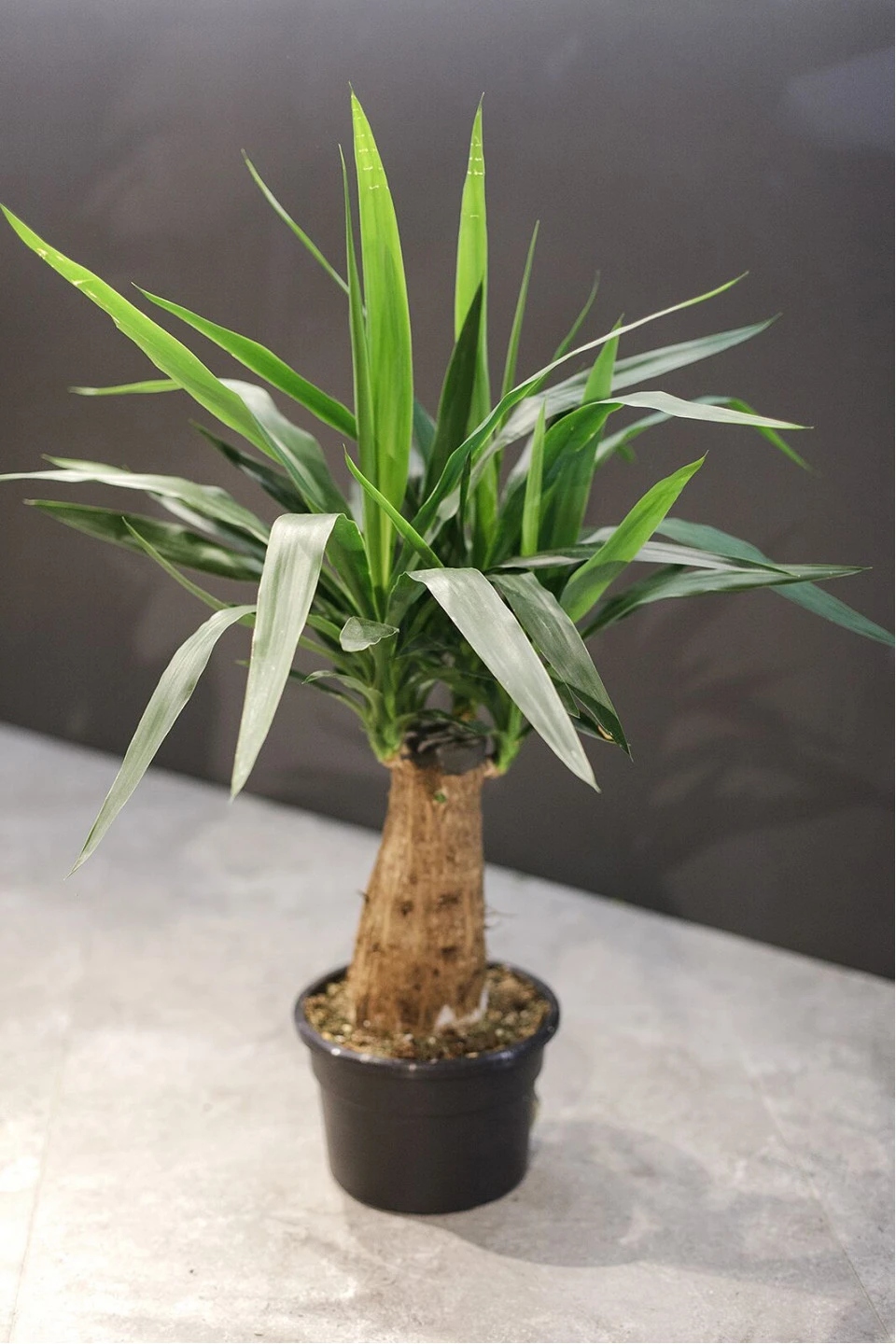 Юкка Элефантис (Yucca Elephantipes) 70 см - быстрая доставка в Минске