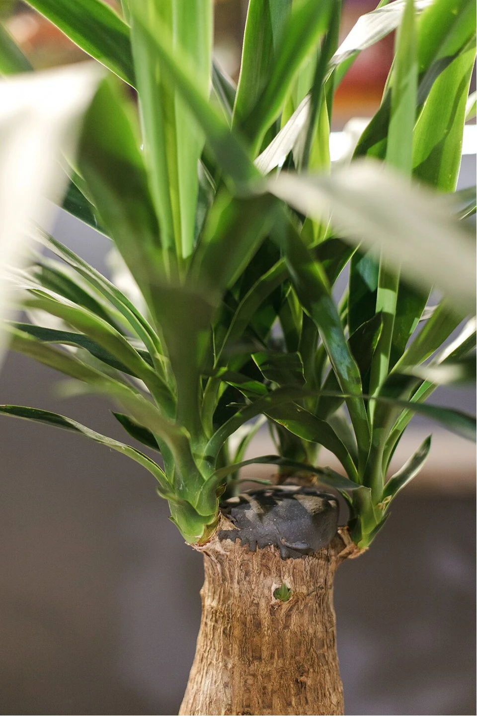 Юкка Элефантис (Yucca Elephantipes) 70 см - подарочное оформление
