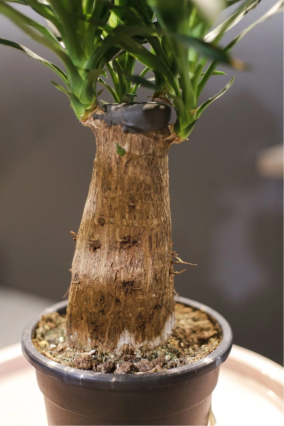 Юкка Элефантис (Yucca Elephantipes) 70 см - с добавлением зелени