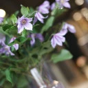 Клематис (Clematis) - быстрая доставка в Минске - миниатюра