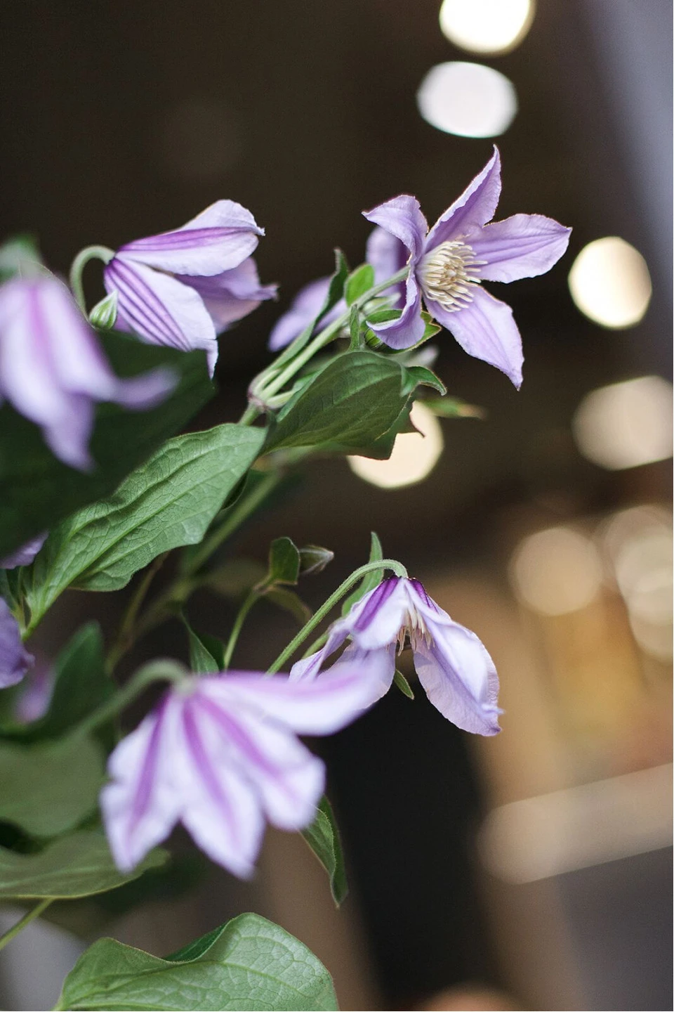 Клематис (Clematis) - для женщины/молодой пары