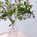 Клематис (Clematis) - с доставкой по Минску - миниатюра
