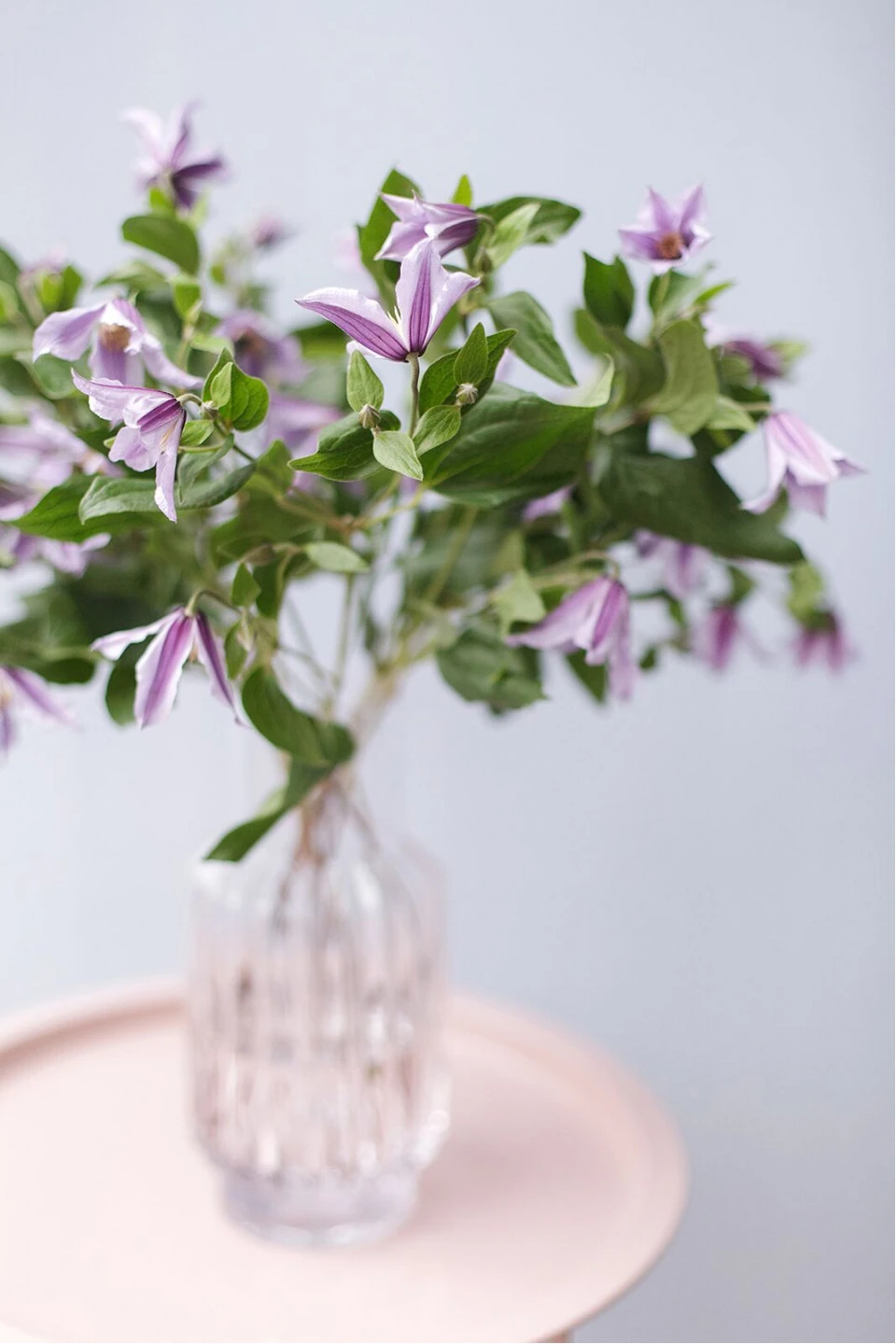 Клематис (Clematis) - с доставкой по Минску