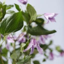 Клематис (Clematis) - с добавлением зелени - миниатюра 