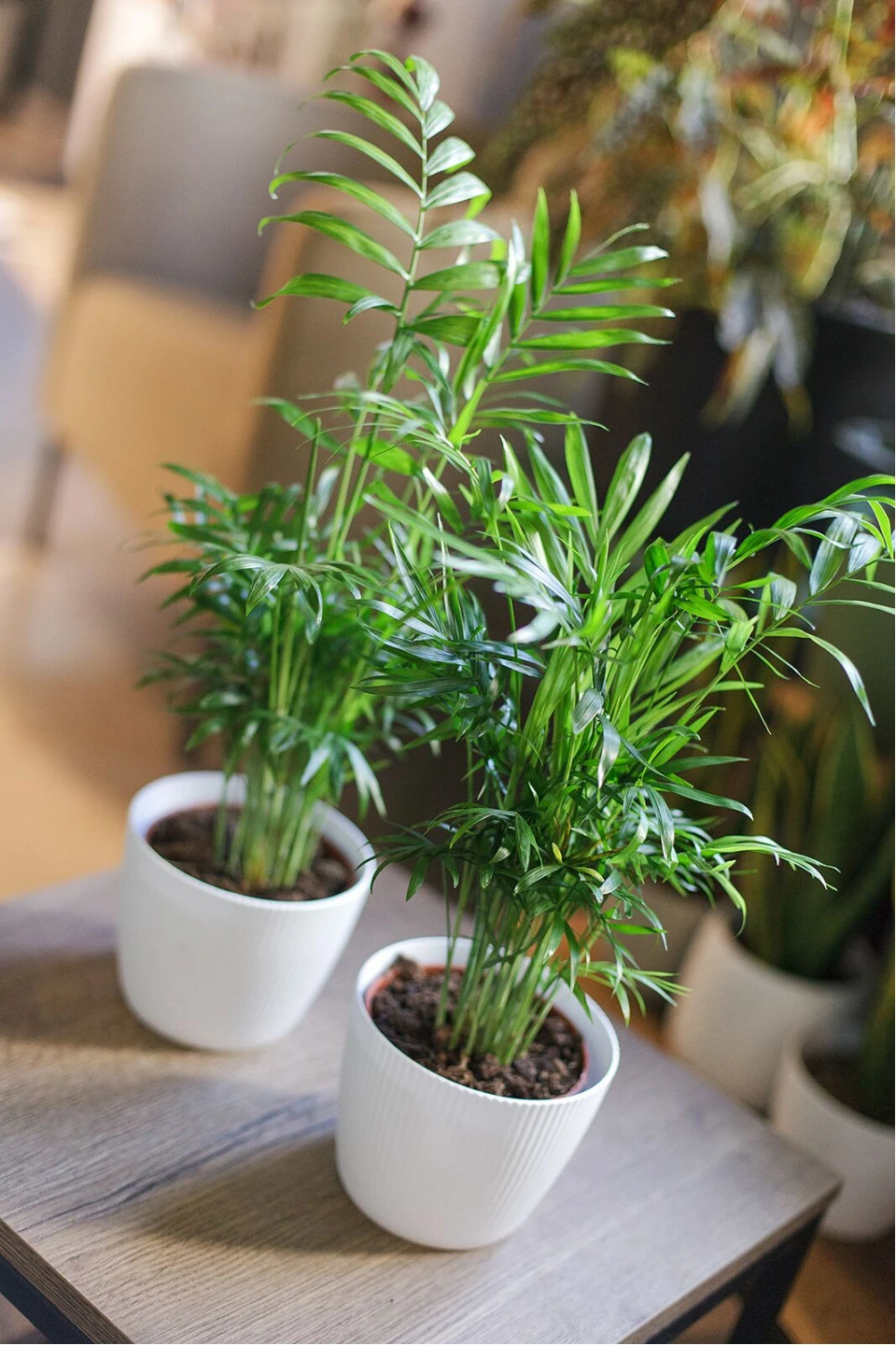 Хамедорея изящная (Chamaedorea Elegans) - быстрая доставка в Минске