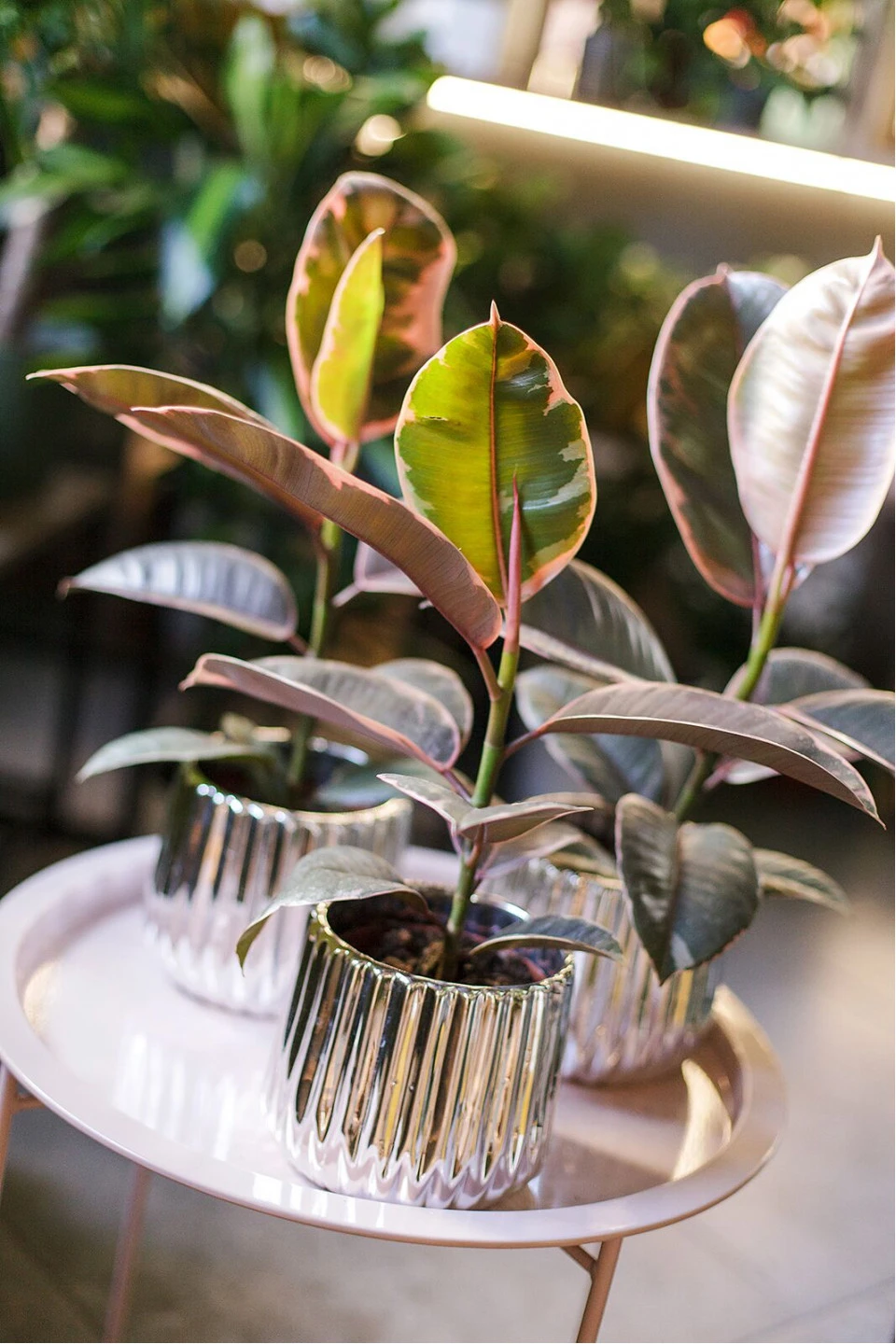 Фикус Белиз (Ficus Belize) - с добавлением зелени