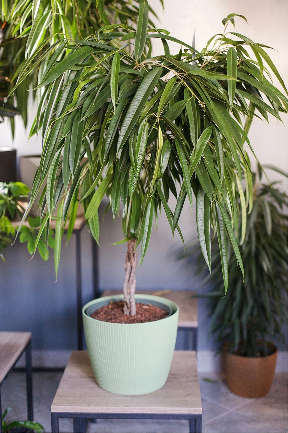 Фикус Али (Ficus Alii) - с доставкой по Минску