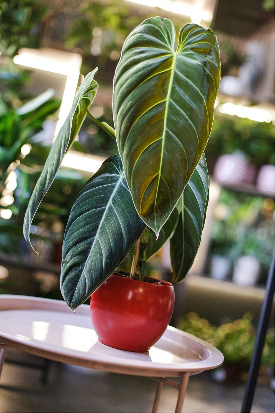 Филодендрон Меланихризум (Philodendron Melanochrysum)