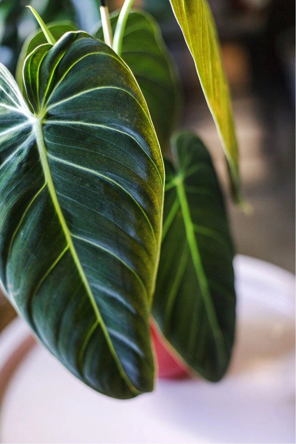 Филодендрон Меланихризум (Philodendron Melanochrysum) - с доставкой по Минску