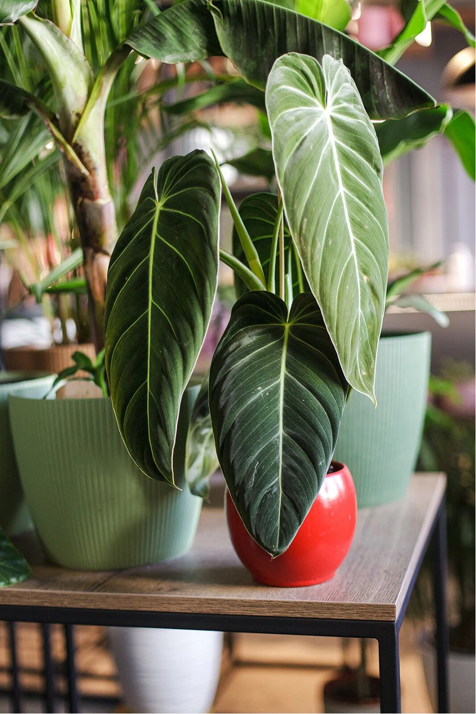 Филодендрон Меланихризум (Philodendron Melanochrysum) - с добавлением зелени