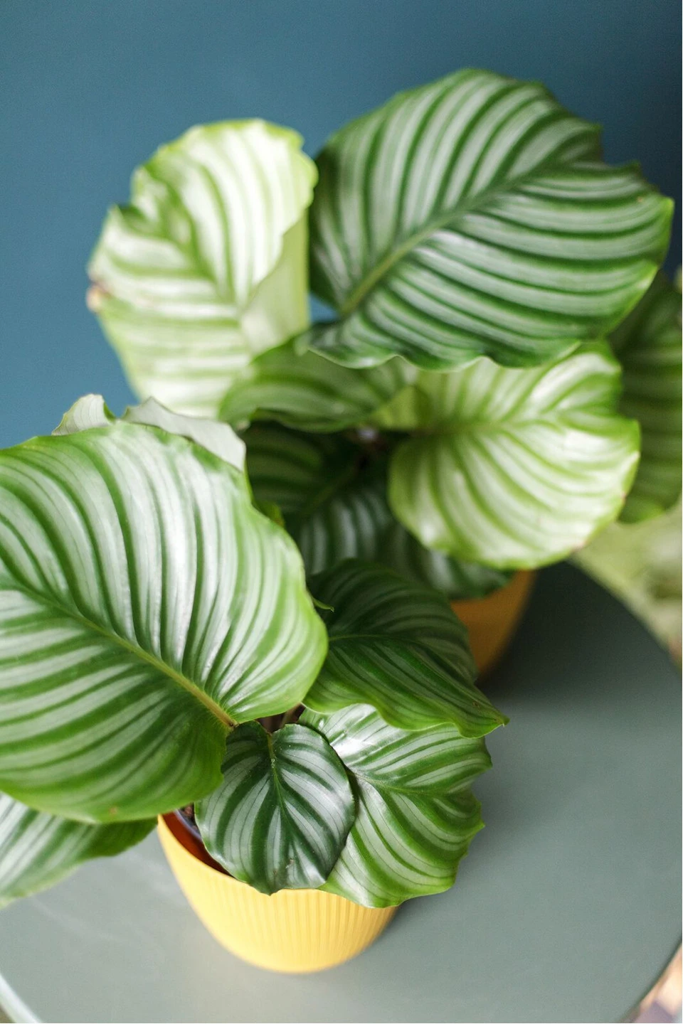 Калатея Орбифолия (calathea Orbifolia) 45 см - с доставкой по Минску