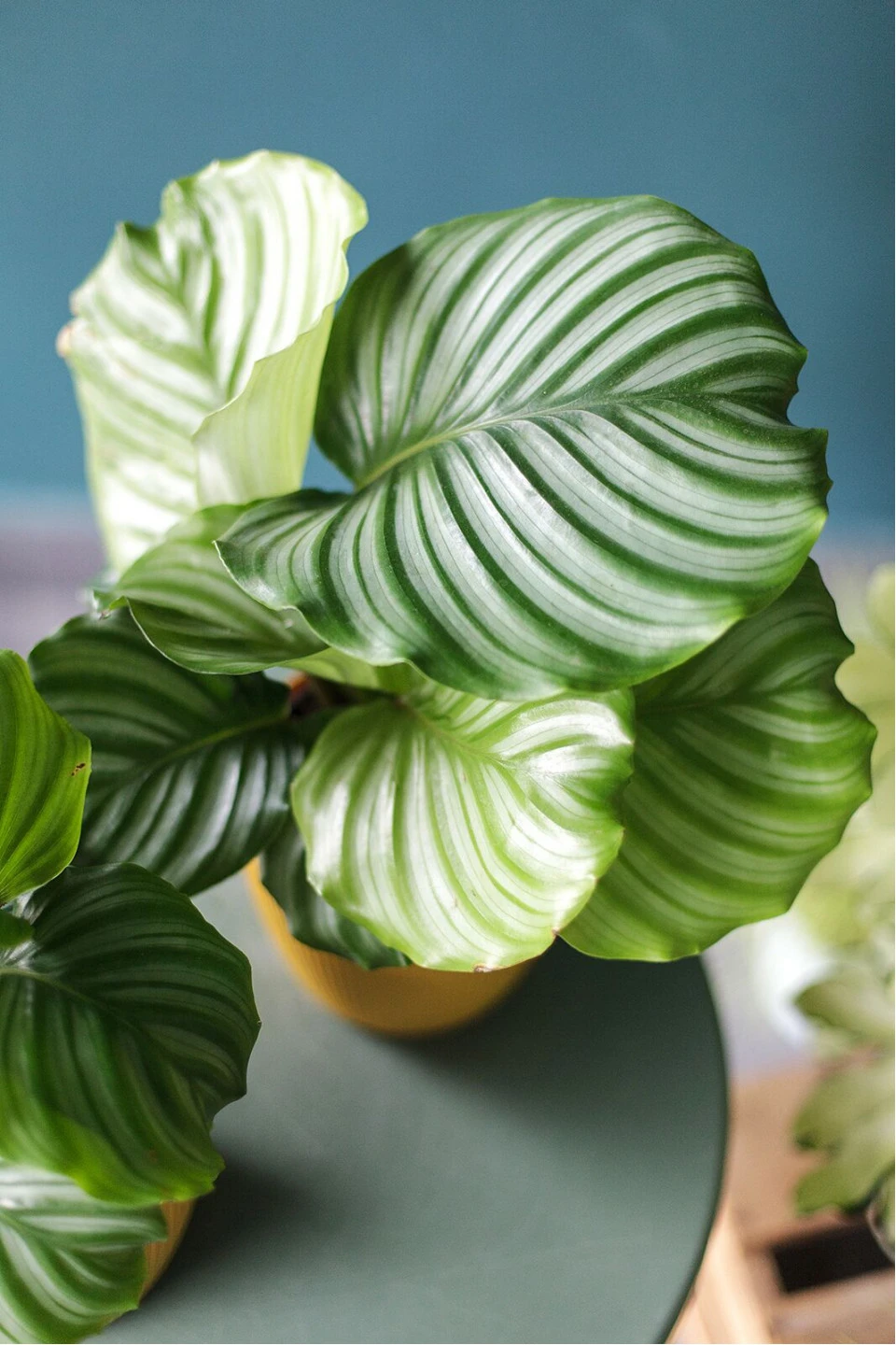 Калатея Орбифолия (calathea Orbifolia) 45 см - с добавлением зелени