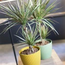 Драцена двухцветная(Dracaena Bicolor) - с добавлением зелени - миниатюра 