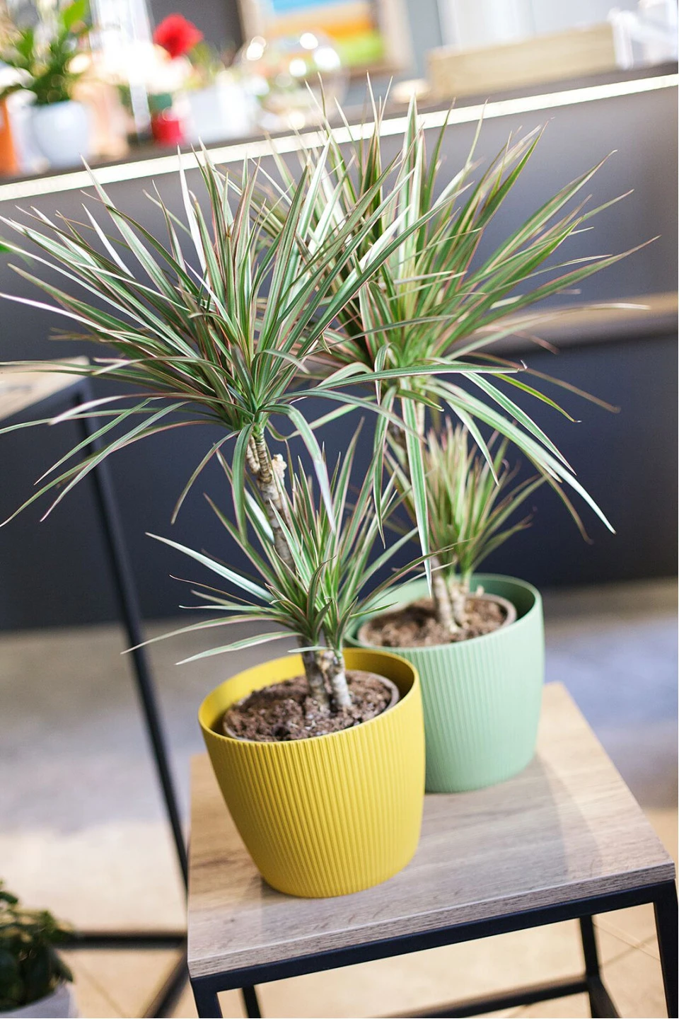 Драцена двухцветная(Dracaena Bicolor) - с добавлением зелени