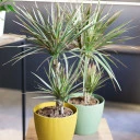 Драцена двухцветная(Dracaena Bicolor) - миниатюра