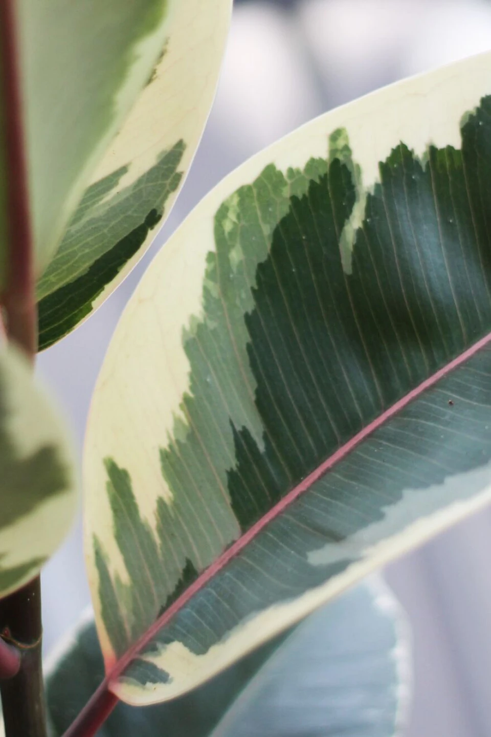 Фикус каучуконосный Эластика Тинеке (Ficus Elastica Tineke) - для женщины/молодой пары