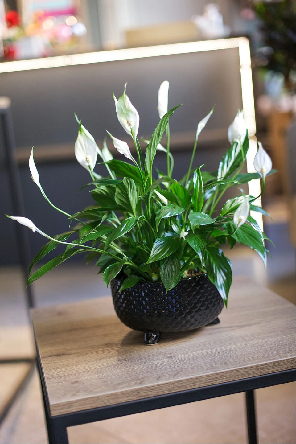 Спатифиллум в керамике (Spatiphyllum) 35 см