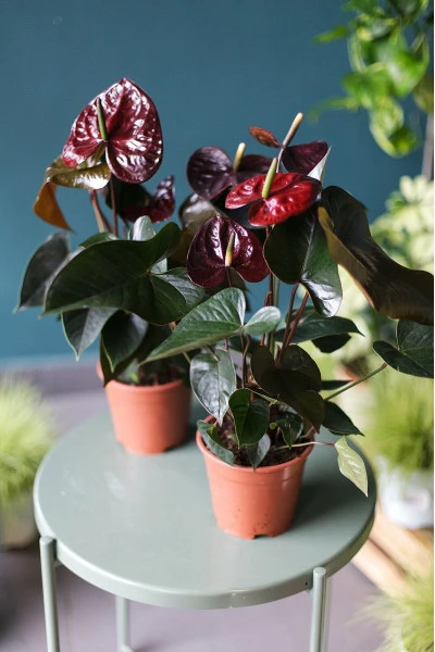 Антуриум бордовый (Anthurium) 70 см