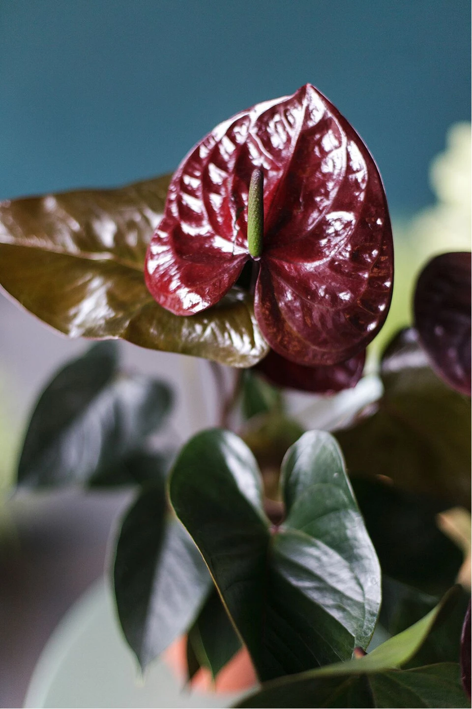 Антуриум бордовый (Anthurium) 70 см - подарочное оформление