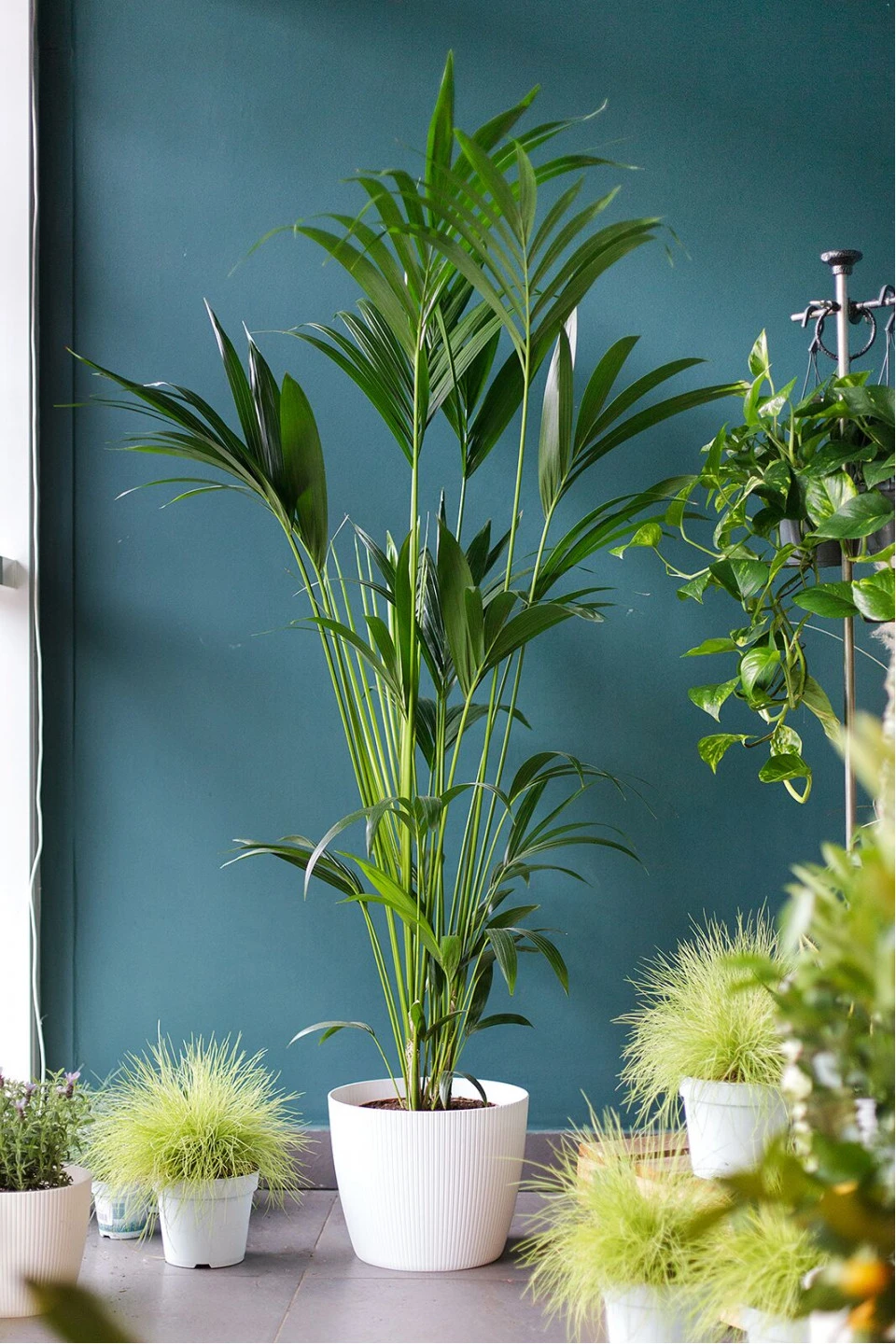 Ховея (Howea)