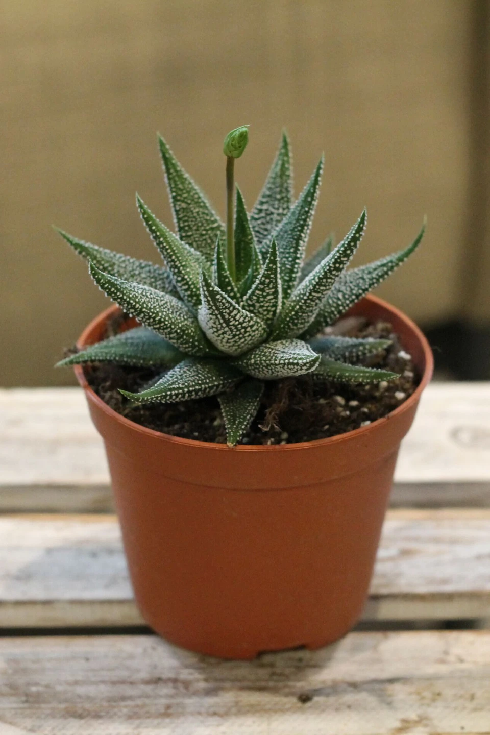 Хавортия (Haworthia) - с доставкой по Минску