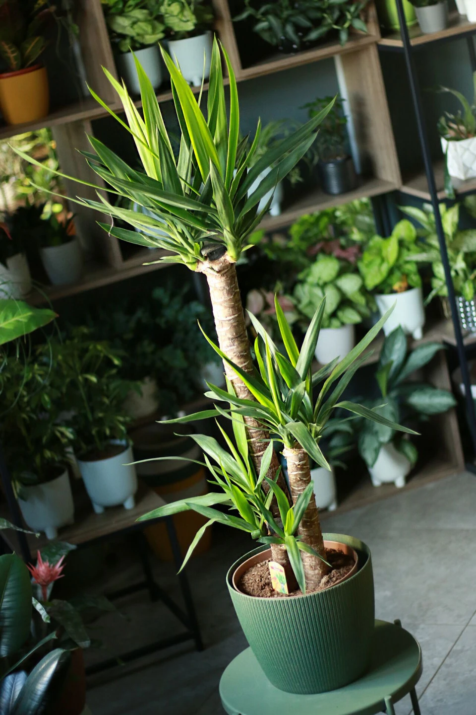 Юкка (Yucca) 8