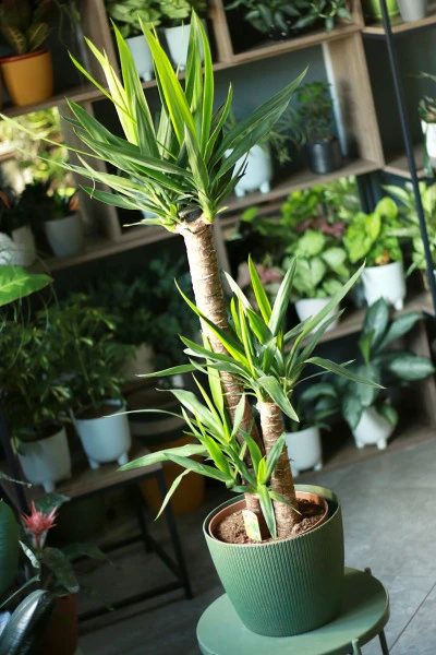 Юкка (Yucca)