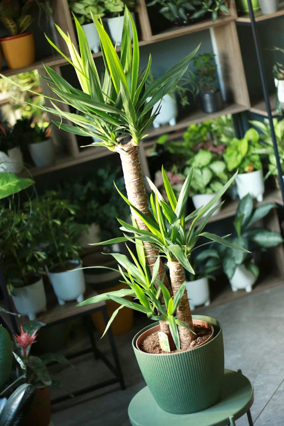 Юкка (Yucca)