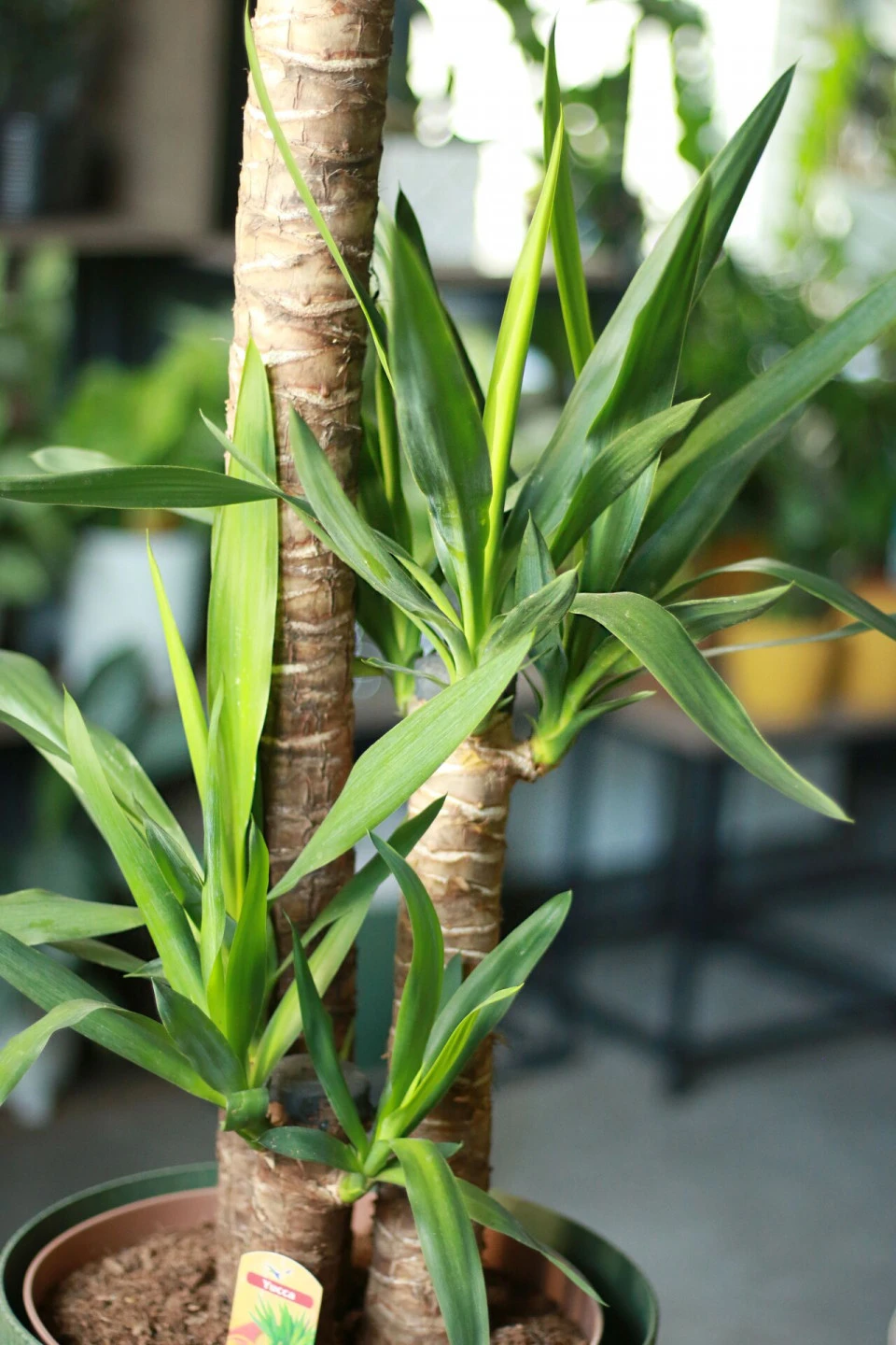 Юкка (Yucca) 9