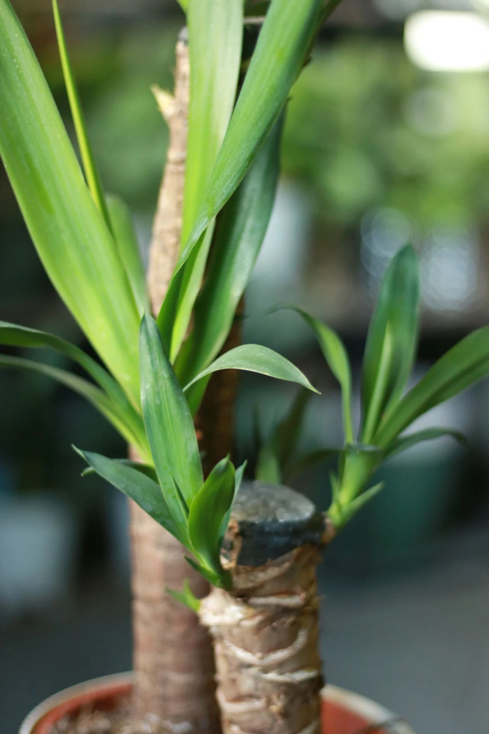 Юкка (Yucca) 7