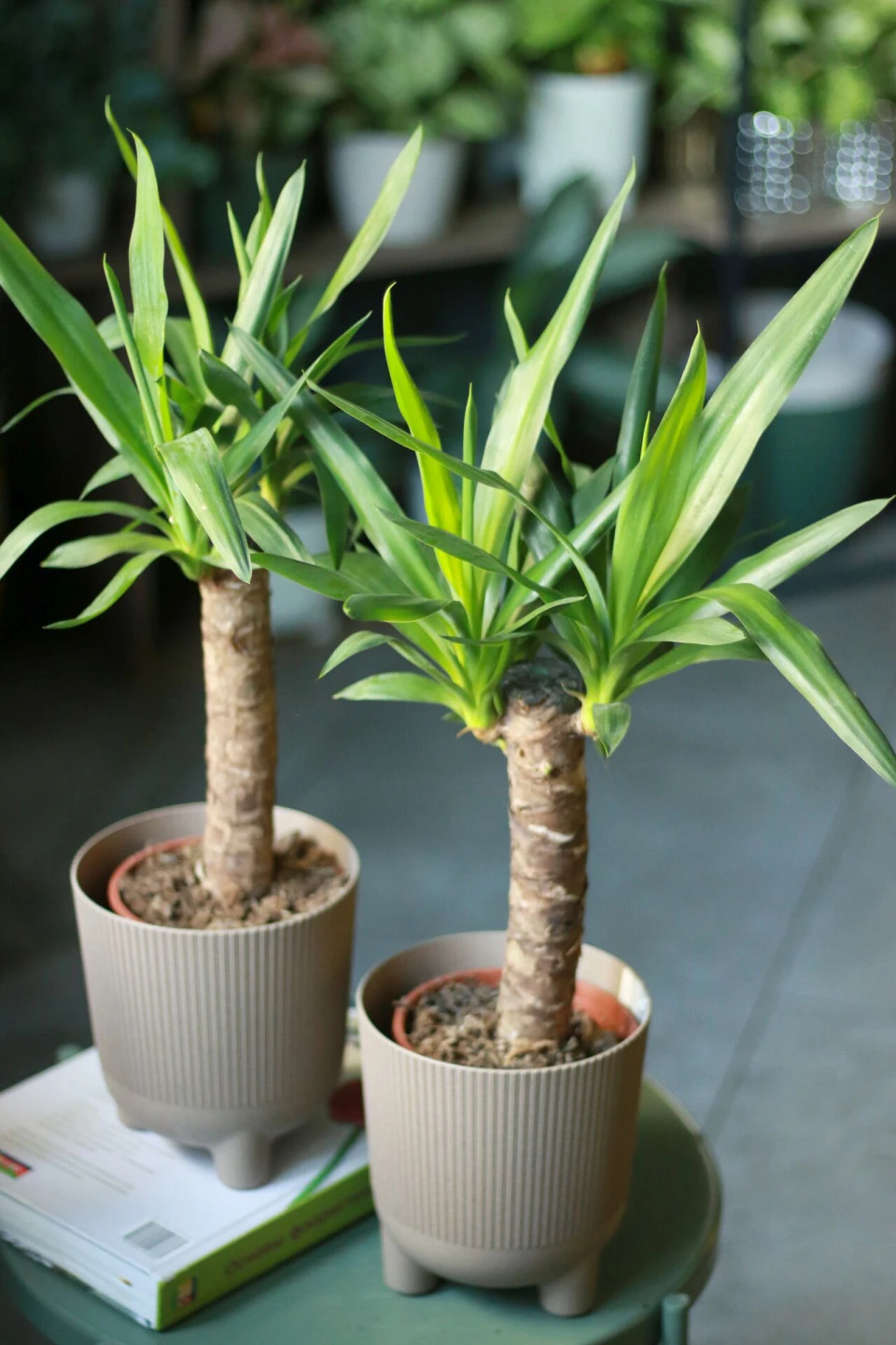 Юкка (Yucca) - с доставкой по Минску