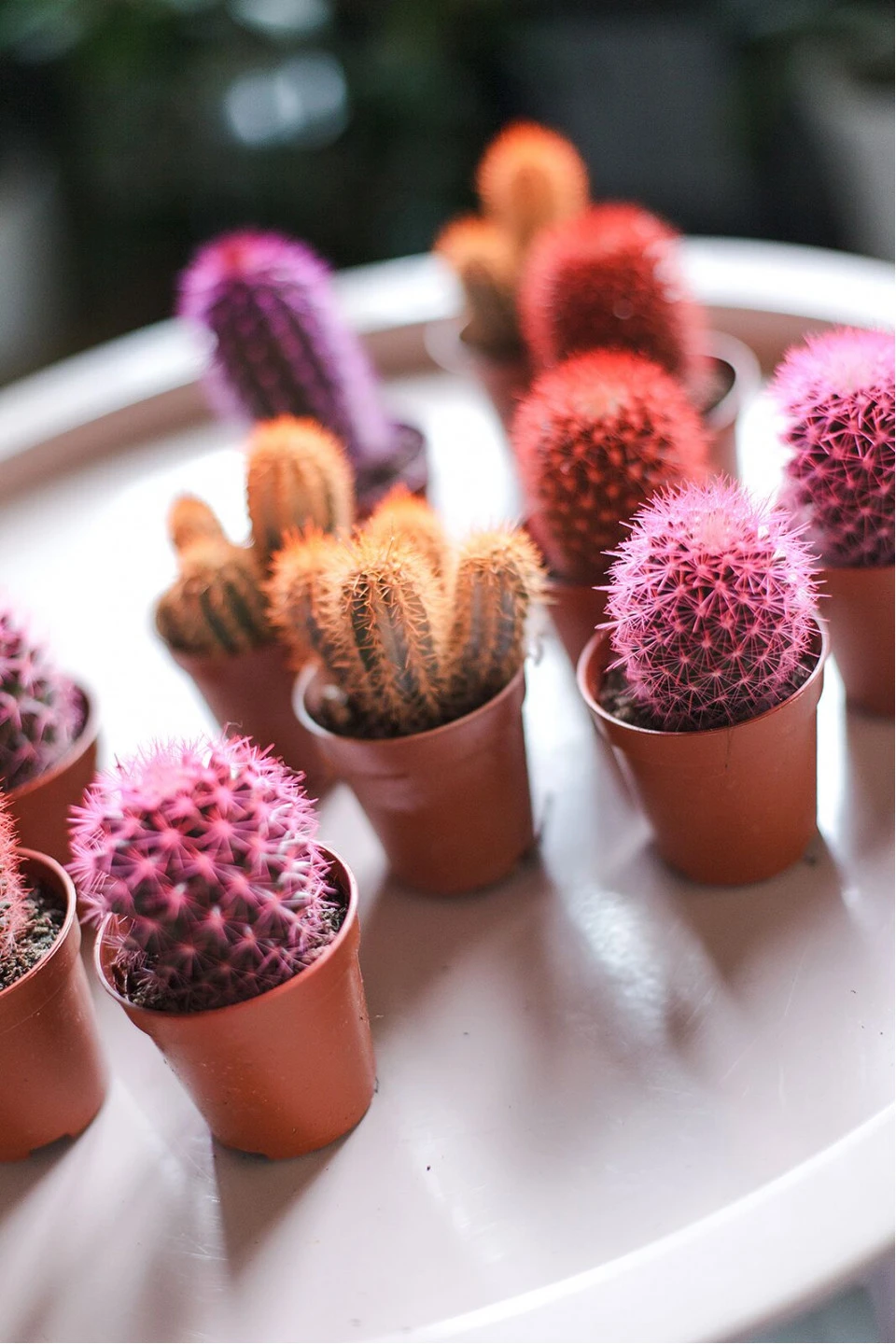 Кактус цветной 17см-12см 8