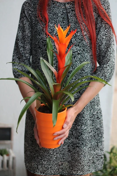 Бромелия (Bromelia) 50 см