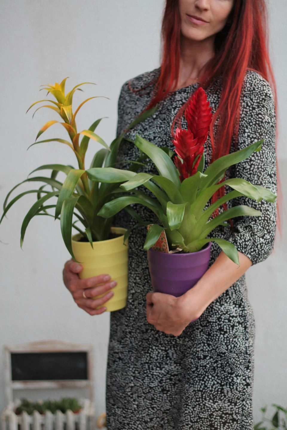 Бромелия (Bromelia) 50 см - с доставкой по Минску