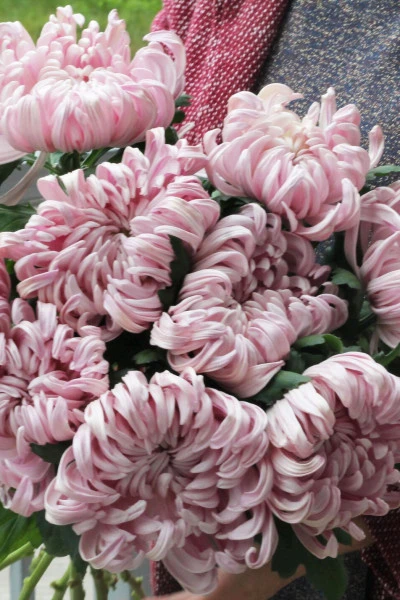 Хризантема Виена Пинк (Chrysanthemum Vienna Pink)
