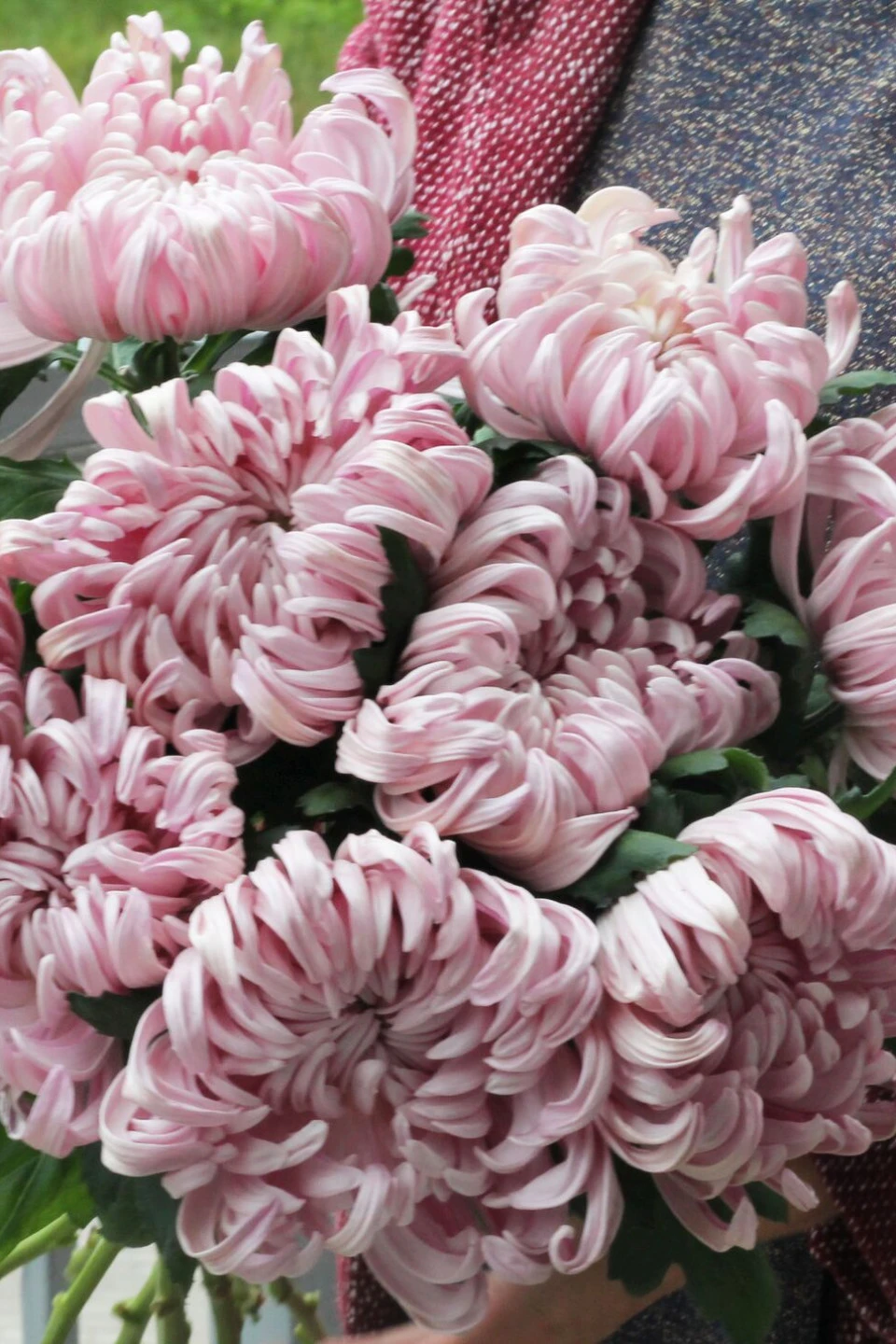 Хризантема Виена Пинк (Chrysanthemum Vienna Pink)