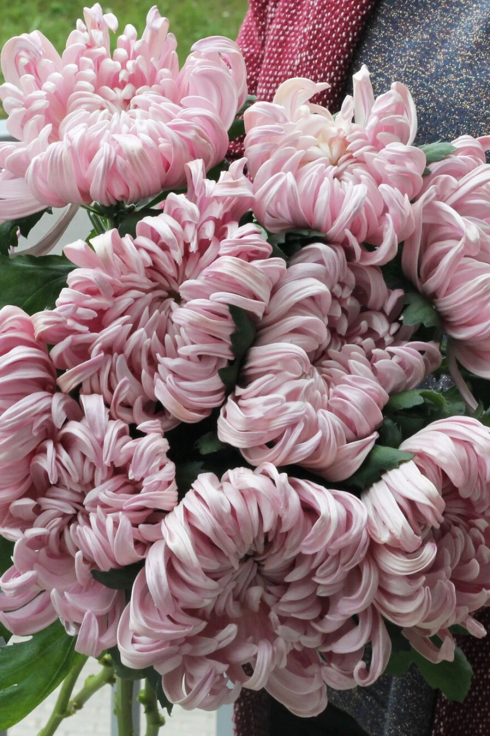 Хризантема Виена Пинк (Chrysanthemum Vienna Pink) - с доставкой по Минску