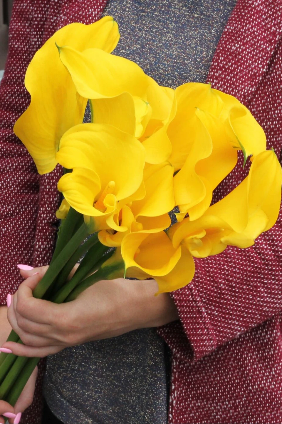 Калла желтая (yellow Сalla)