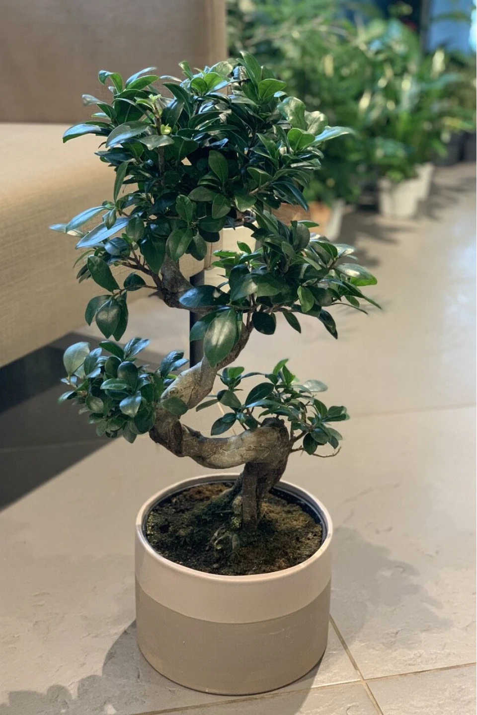 Фикус женьшень (Ficus Ginseng Ceramic) - с доставкой по Минску