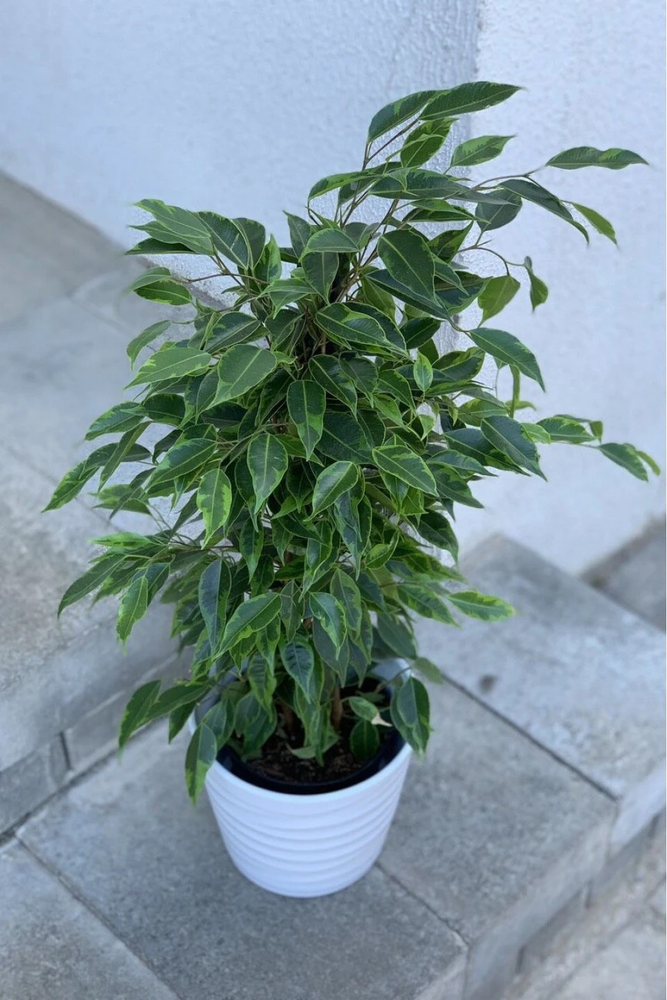 Фикус Бенджамина (Ficus benjamina) - с доставкой по Минску