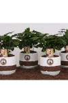 Кофе (Coffea in bonenpot)
