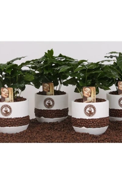 Кофе (Coffea in bonenpot)