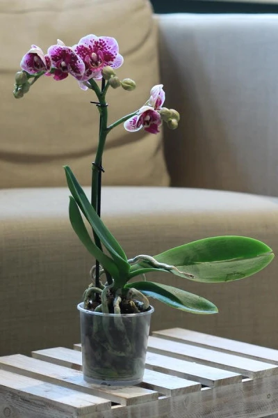 Орхидея Phalaenopsis (Фаленопсис) мини 40-9