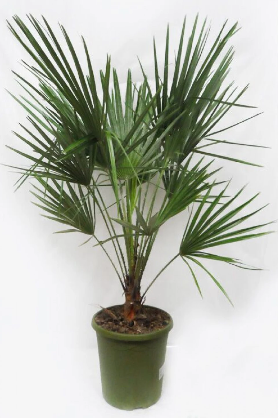Хамеропс приземистый (Chamaerops Humilis) - с доставкой по Минску
