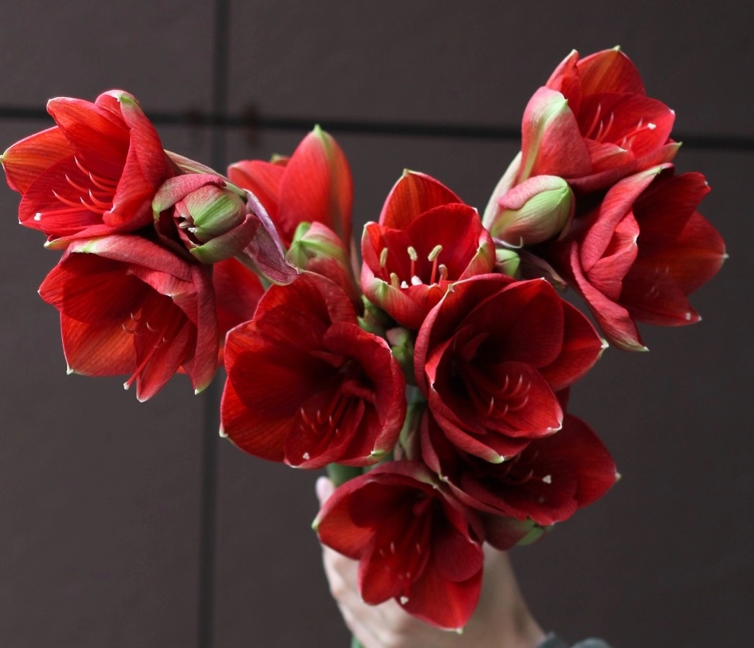 Красный амариллис крупным планом