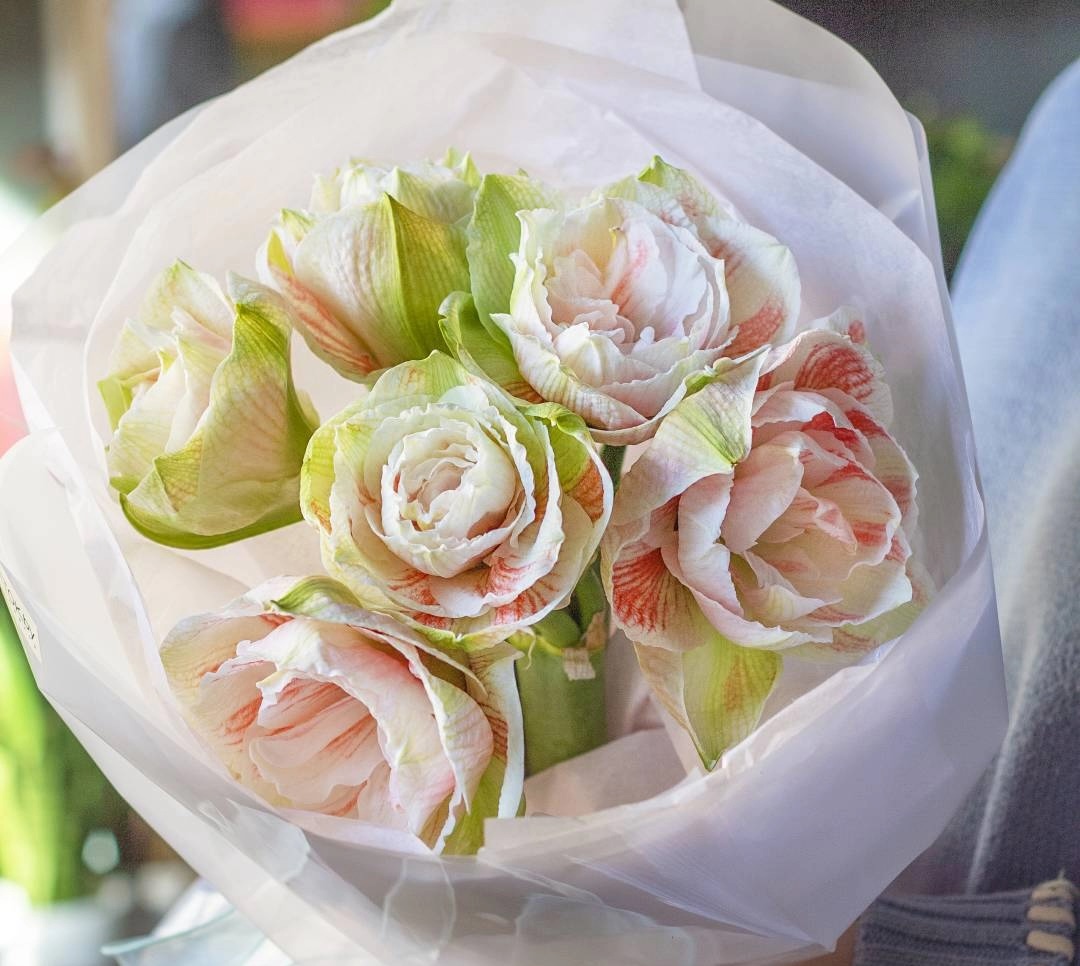 Амариллисы в упаковке