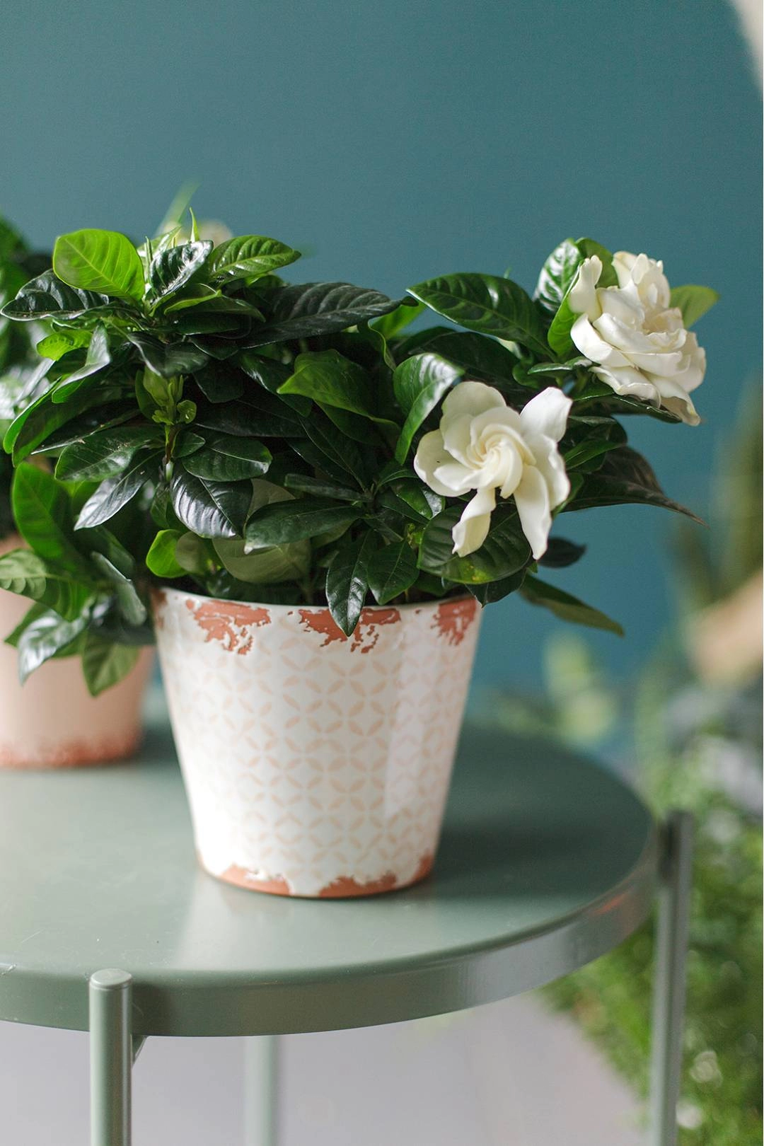 Комнатные цветы на 8 марта