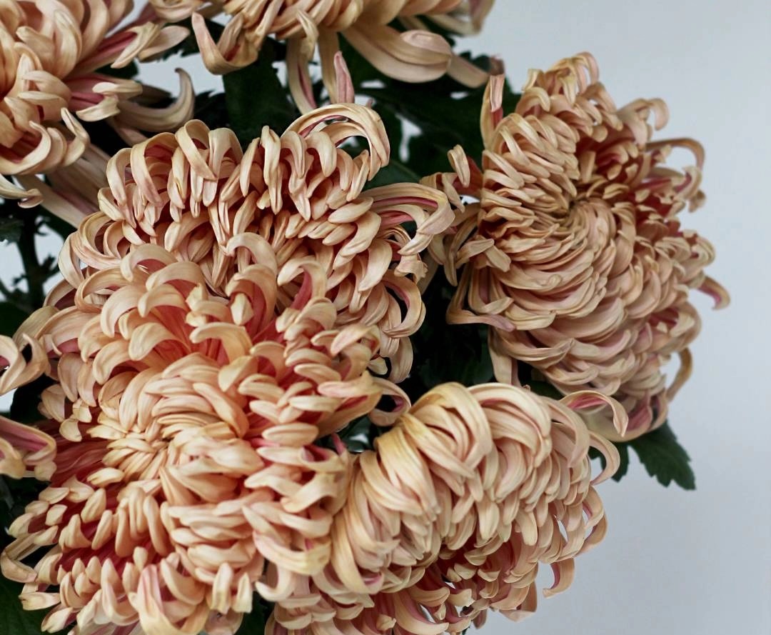 Хризантемы перед доставкой