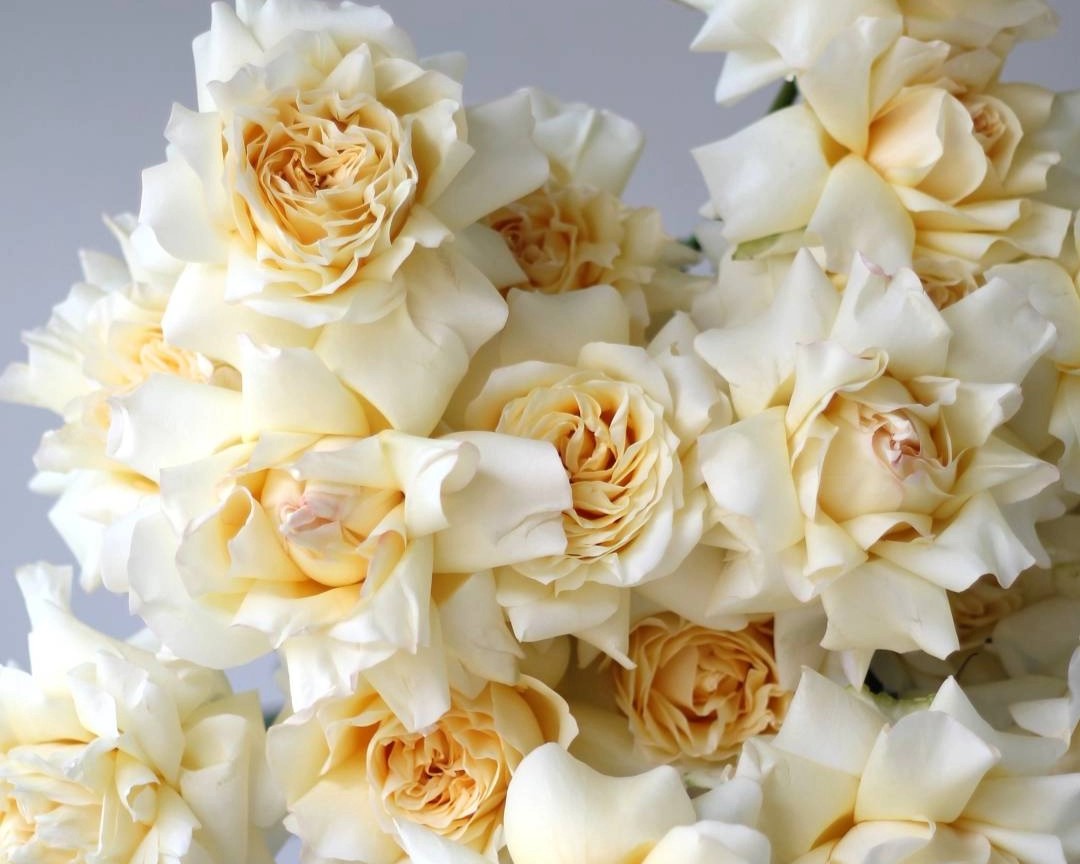 Французская роза лимонная