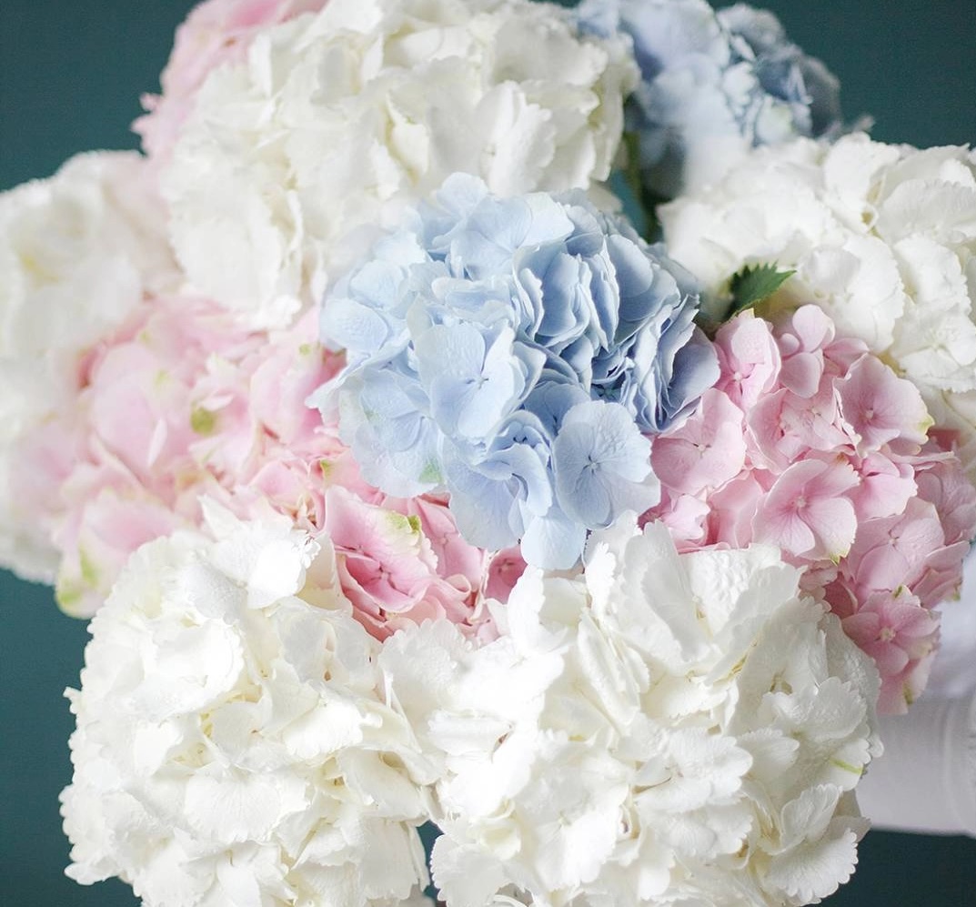 Голубые, розовыйе и белые гортензии